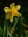 narcis